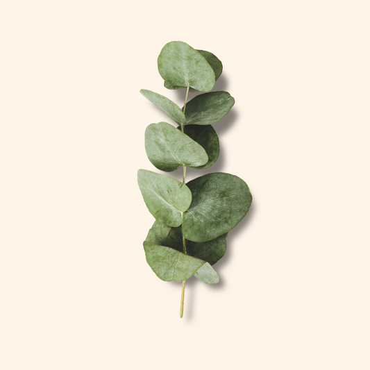 eucalyptus shower mist